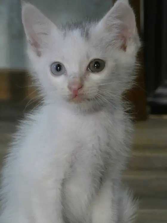 Котята 2 месяца юг, фото 1