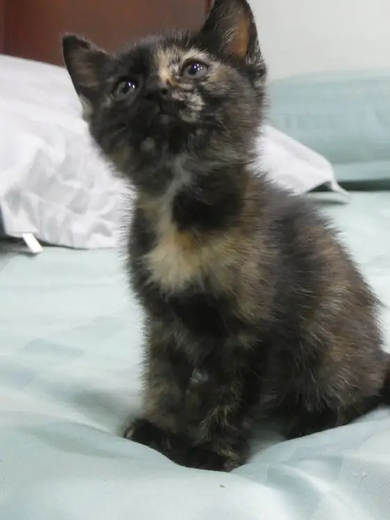 Котята 2 месяца юг, фото 2