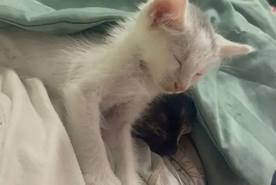 Котята 2 месяца юг, фото 3