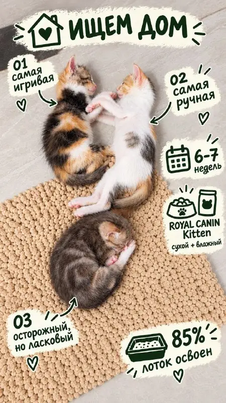 Котята отдам бесплатно, фото 1