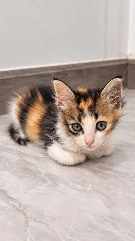 Котята в добрые руки, фото 1