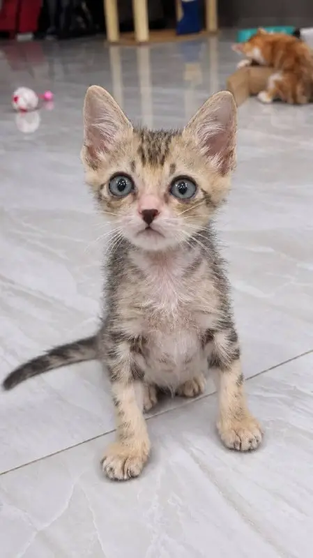 Котята в добрые руки, фото 3