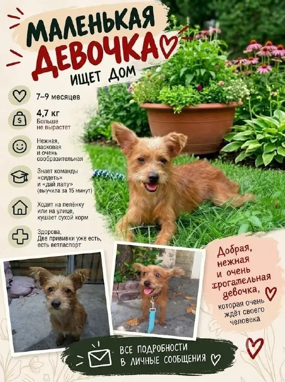 Собака ищет дом, фото 1
