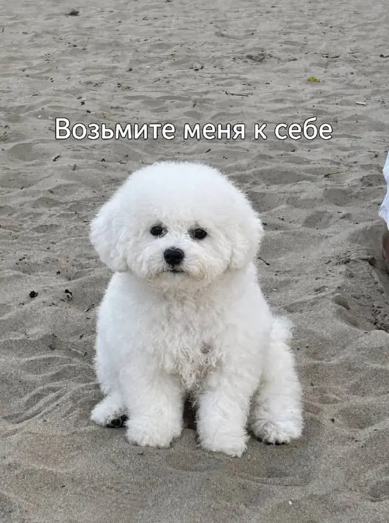 Щенки бишон фризе 3 месяца, фото 1